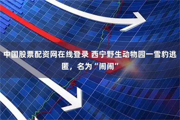 中国股票配资网在线登录 西宁野生动物园一雪豹逃匿，名为“闹闹”
